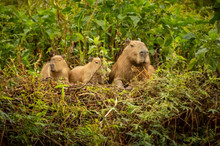 Revés judicial para Nordelta: restablecen la cautelar que frena el avance&nbsp;urbanístico