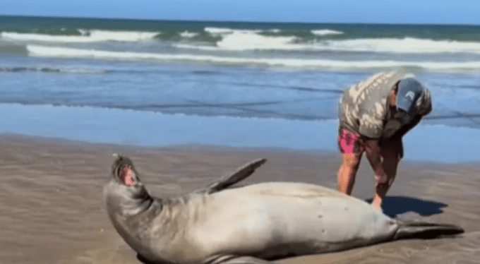 Tensión en La Lucila del Mar: pelea entre turistas por un lobo marino en plena&nbsp;playa