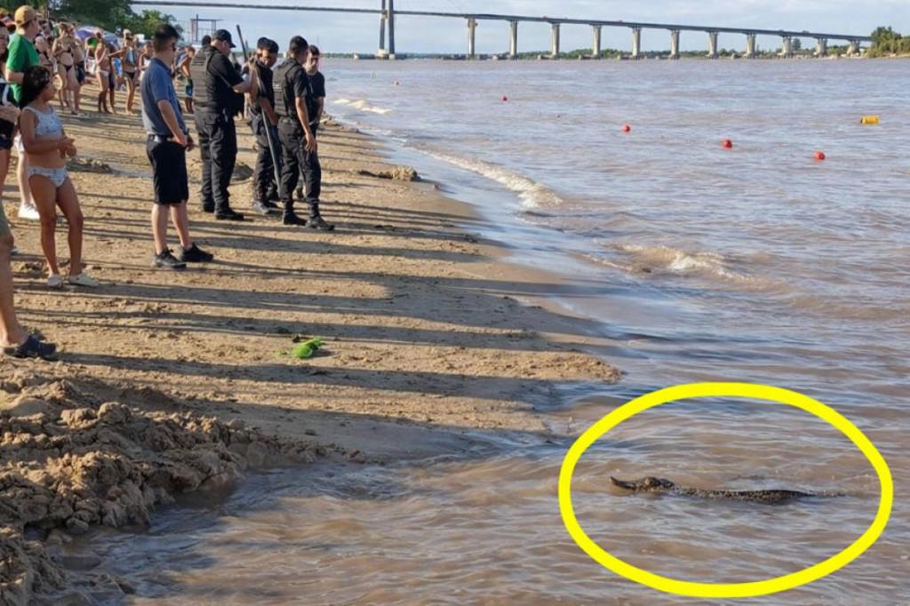 Reptil inesperado en La Florida alteró la calma de los&nbsp;veraneantes