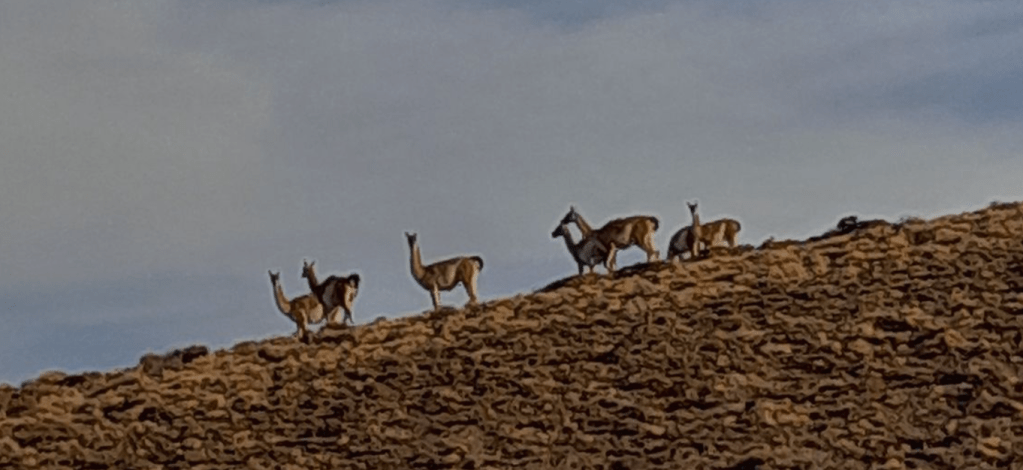 El guardián de la estepa: la milenaria historia del guanaco y su lucha por la&nbsp;supervivencia