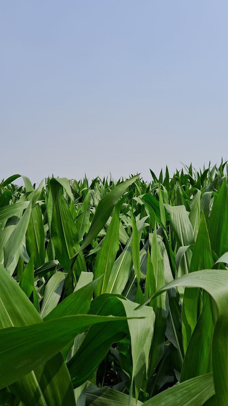 Argentina consolida supremacía en producción de maíz global