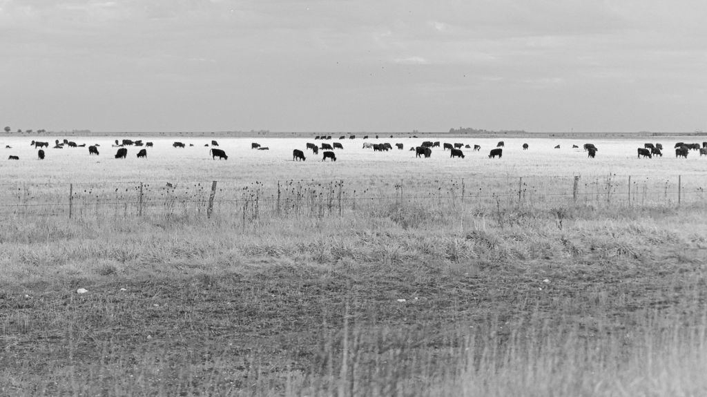 Producción ganadera: baja faena, pero animales más pesados y&nbsp;rentables