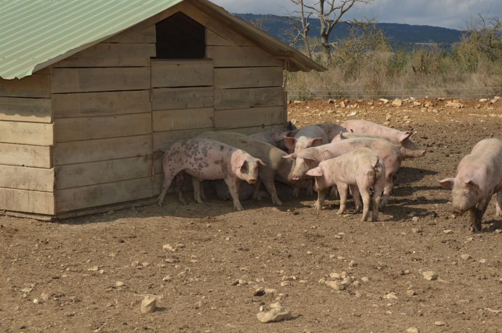 La faena porcina marcó un récord: crecimiento de dos&nbsp;dígitos