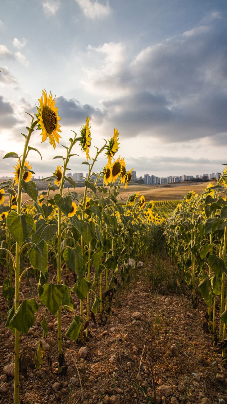 Girasol: una empresa de semillas impulsa su expansion con genetica&nbsp;mejorada