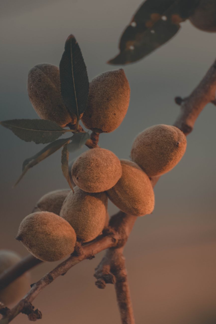 Almendras bajo presion: productor anuncia cambio de&nbsp;estrategia
