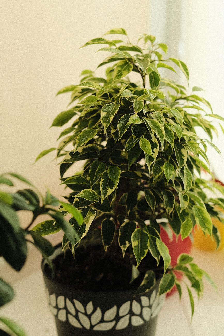 Hojas amarillas en el ficus: la maceta pequeña podría ser la&nbsp;razón