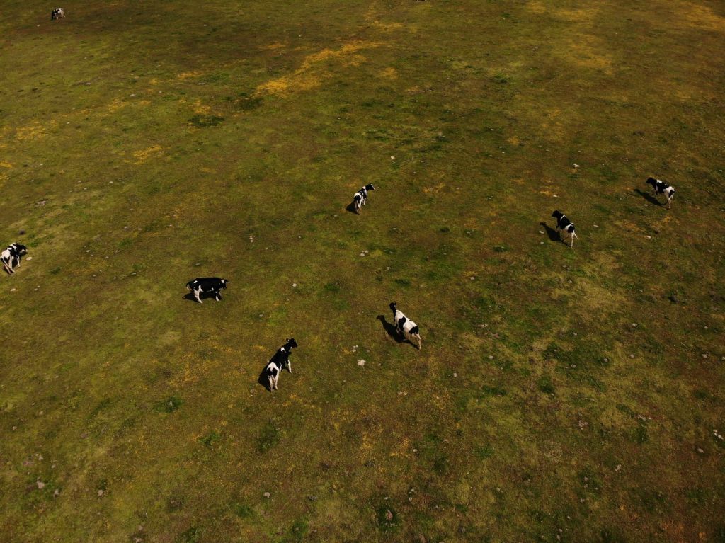 Drones, cercas virtuales y datos: cómo moderniza la ganadería&nbsp;argentina