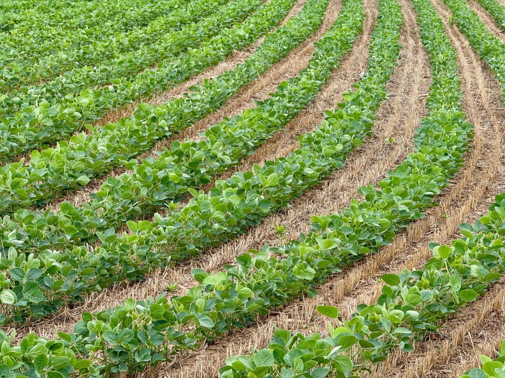 Hacia 2026/27, el biodiésel será el principal destino del aceite de soja en&nbsp;EE.UU.