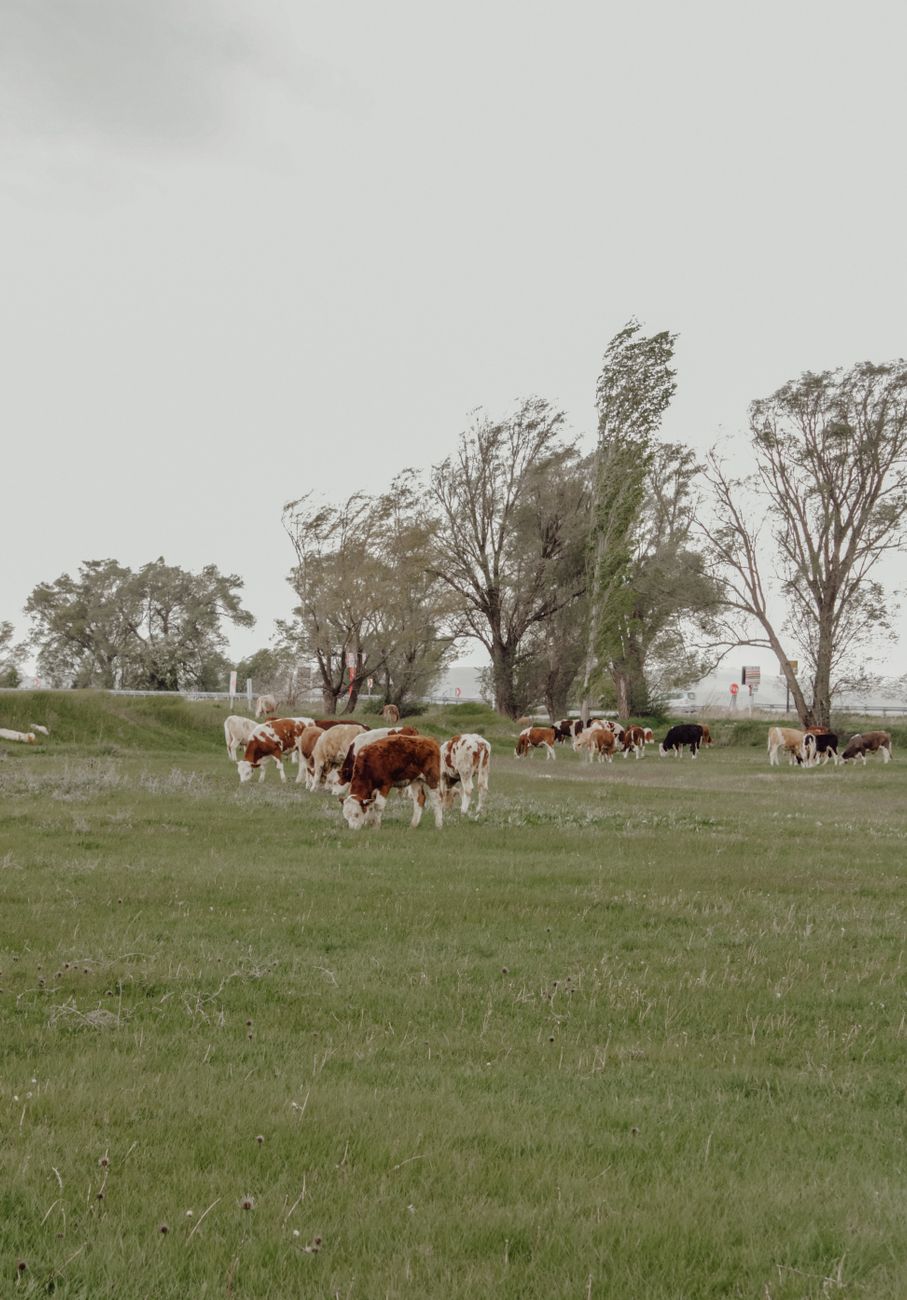 Hembras retenidas y animales más pesados mantienen producción ganadera